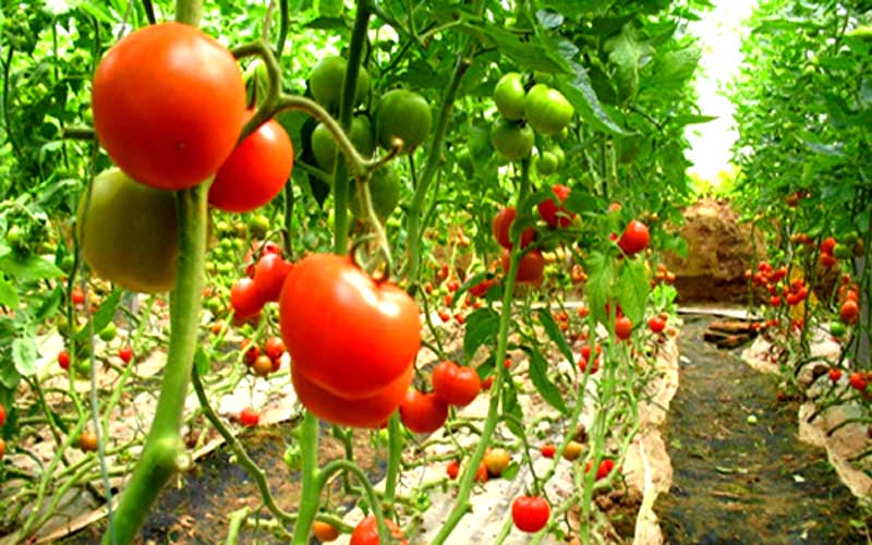 长沙西红柿基地