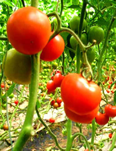 长沙西红柿基地